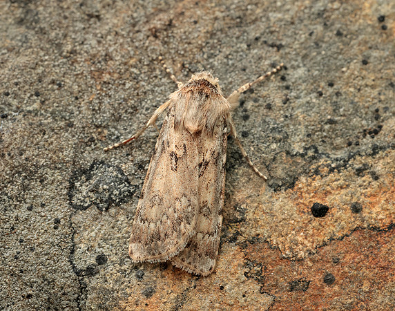 73.323 BF2093 Sand Dart Agrotis ripae