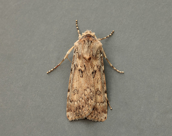 73.323 BF2093 Sand Dart Agrotis ripae