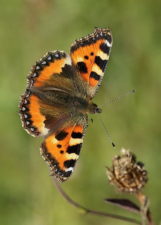 Small Tortoiseshell Aglais urticae