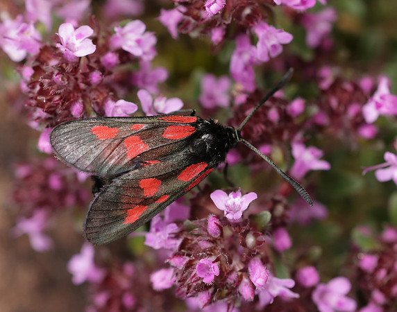 54.007 BF168 New Forest Burnet Zygaena viciae