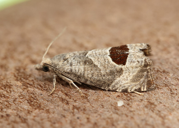 49.294 BF1175 Bramble Shoot Moth Notocelia uddmanniana