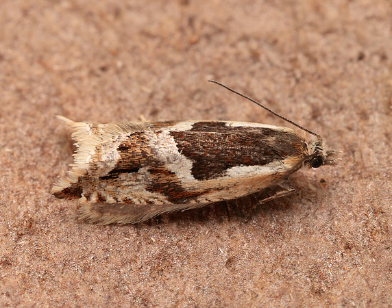 49.211 BF1128 Ancylis myrtillana