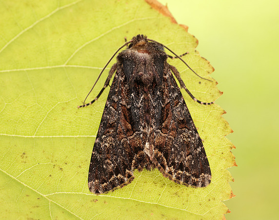 73.238 BF2250 Dark Brocade Mniotype adusta