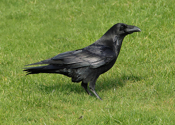 Raven Corvus corax