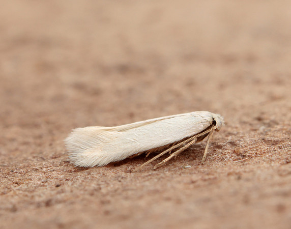 5.001 BF119 Opostega salaciella