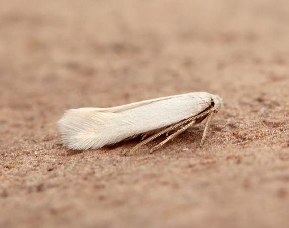5.001 BF119 Opostega salaciella