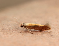 20.011 BF410 Argyresthia brockeella