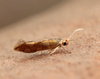 20.011 BF410 Argyresthia brockeella