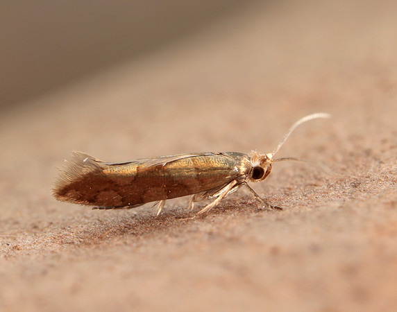 20.011 BF410 Argyresthia brockeella