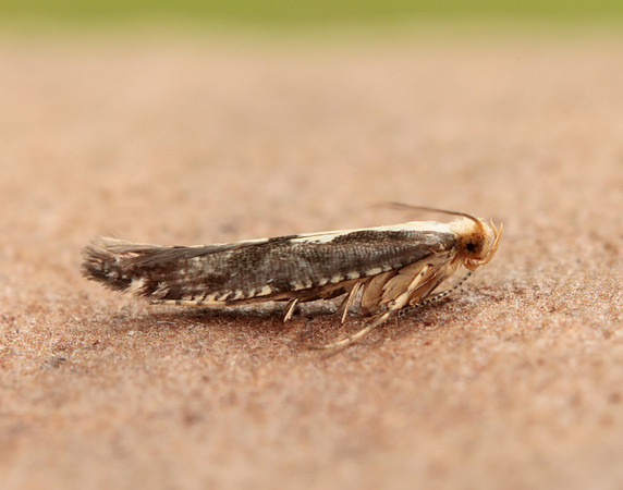 20.019 BF418 Apple Fruit Moth Argyresthia conjugella