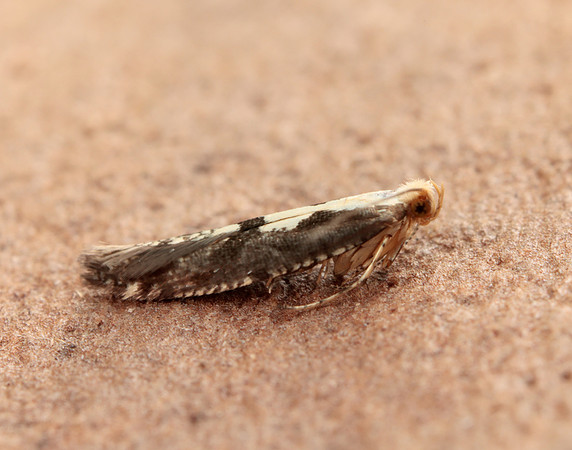 20.019 BF418 Apple Fruit Moth Argyresthia conjugella