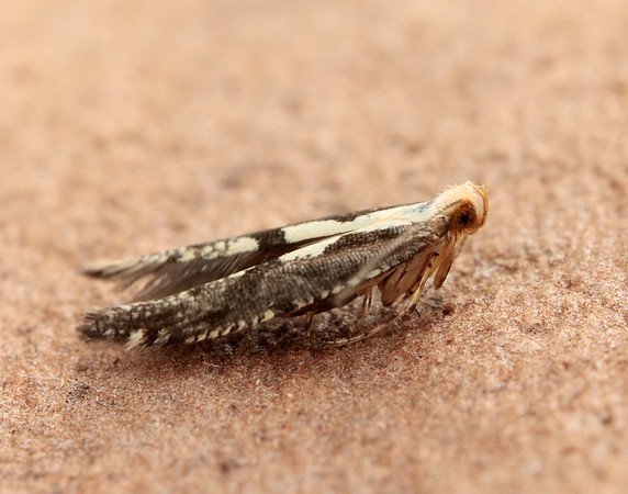 20.019 BF418 Apple Fruit Moth Argyresthia conjugella