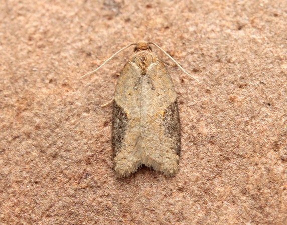 49.066 BF1038 Acleris laterana