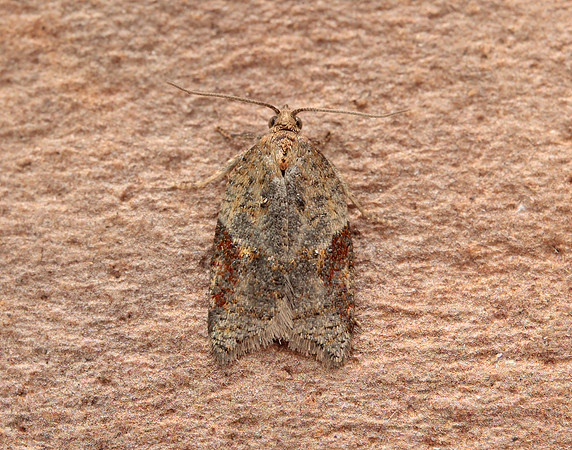 49.066 BF1038 Acleris laterana