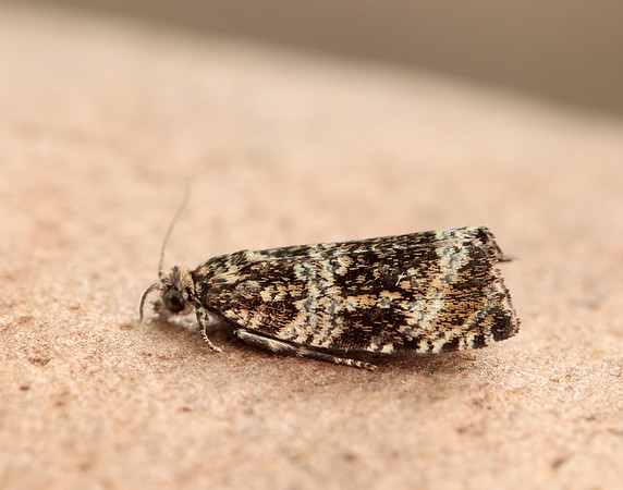 49.166 BF1076 Celypha lacunana