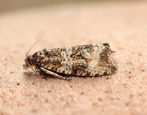 49.166 BF1076 Celypha lacunana