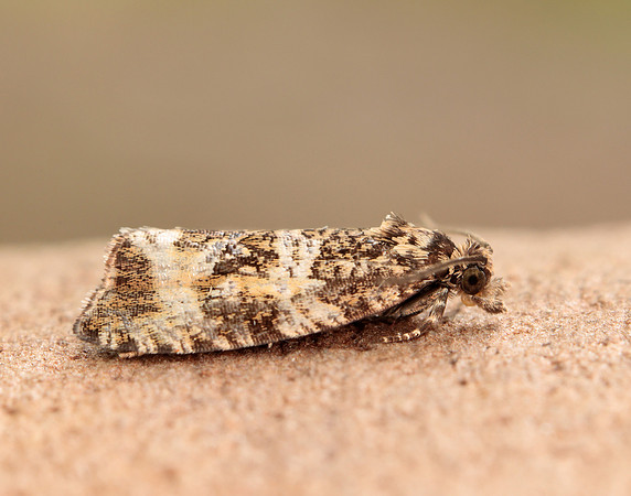 49.166 BF1076 Celypha lacunana