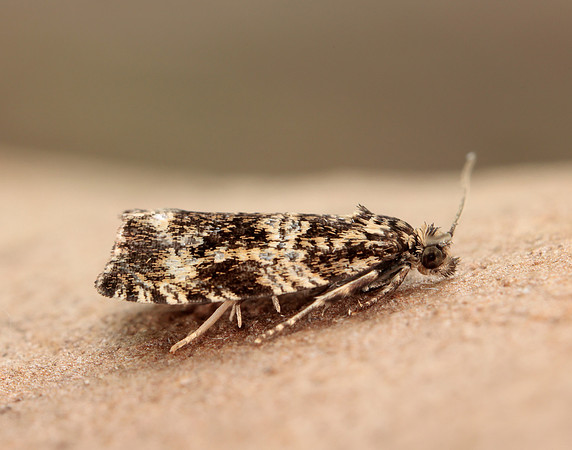 49.166 BF1076 Celypha lacunana