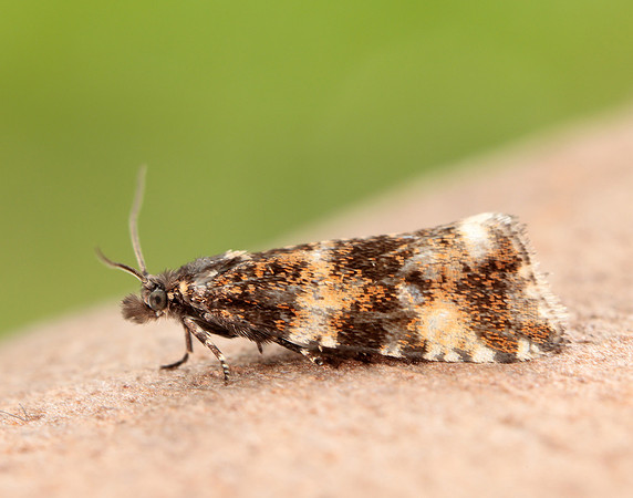 49.173 BF1075 Phiaris micana
