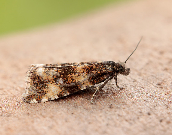 63.099 BF1313 Catoptria pinella