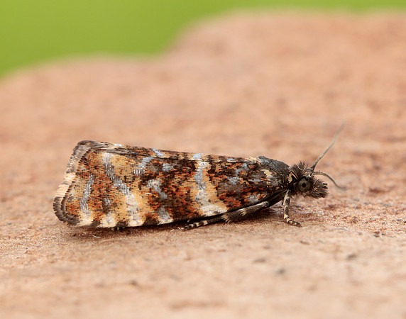 49.173 BF1075 Phiaris micana