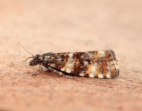 49.173 BF1075 Phiaris micana