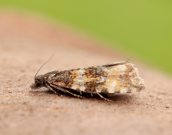 49.173 BF1075 Phiaris micana