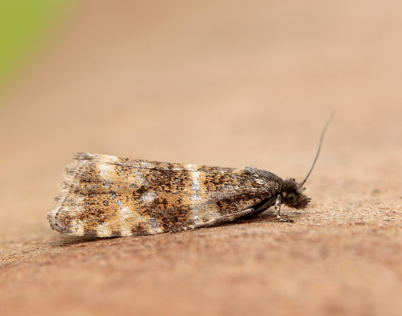49.173 BF1075 Phiaris micana