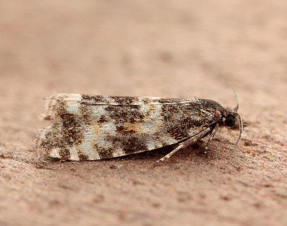 49.173 BF1075 Phiaris micana