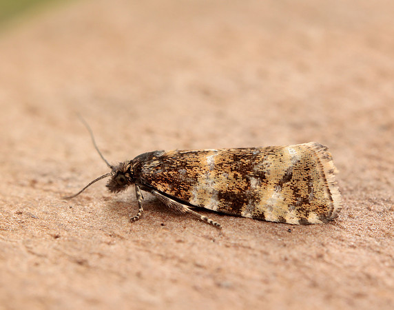 49.173 BF1075 Phiaris micana