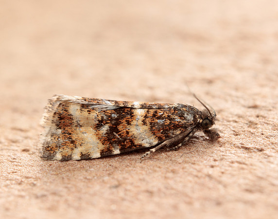 49.173 BF1075 Phiaris micana