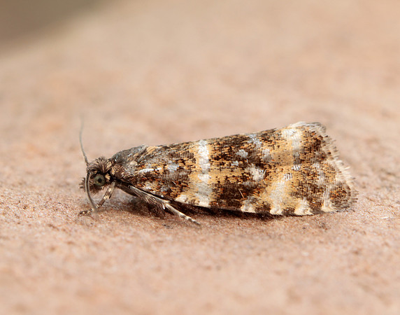 49.173 BF1075 Phiaris micana