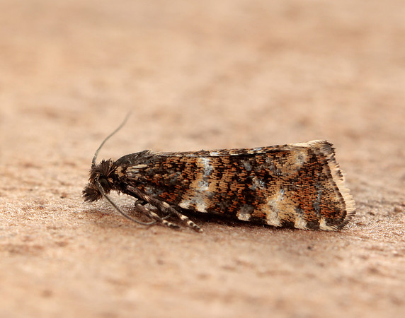 49.173 BF1075 Phiaris micana
