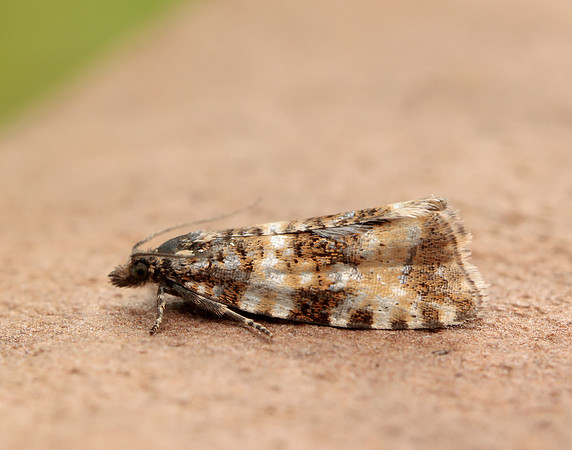 49.173 BF1075 Phiaris micana