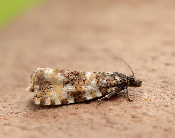 49.173 BF1075 Phiaris micana