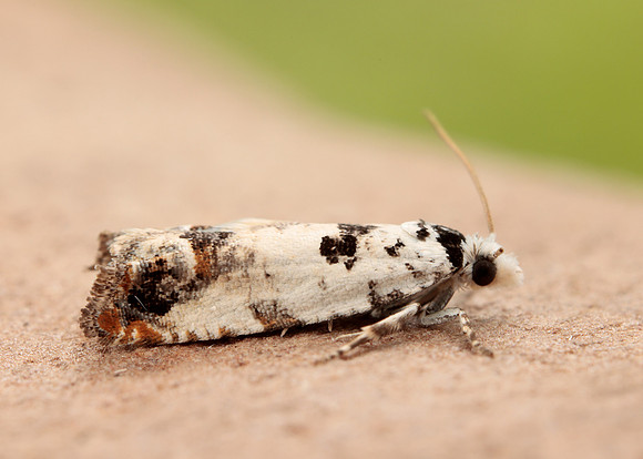 49.269 BF1197 Eucosma campoliliana