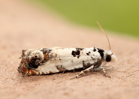 49.269 BF1197 Eucosma campoliliana