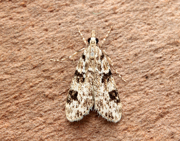 63.072 BF1343 Eudonia delunella