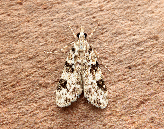 63.072 BF1343 Eudonia delunella