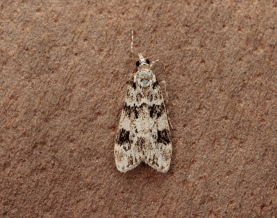 63.072 BF1343 Eudonia delunella