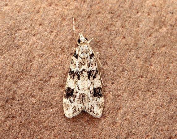 63.072 BF1343 Eudonia delunella