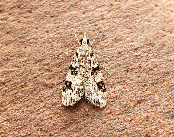 63.072 BF1343 Eudonia delunella