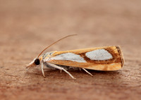 63.099 BF1313 Catoptria pinella