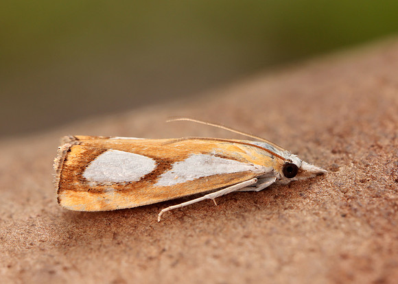 63.099 BF1313 Catoptria pinella