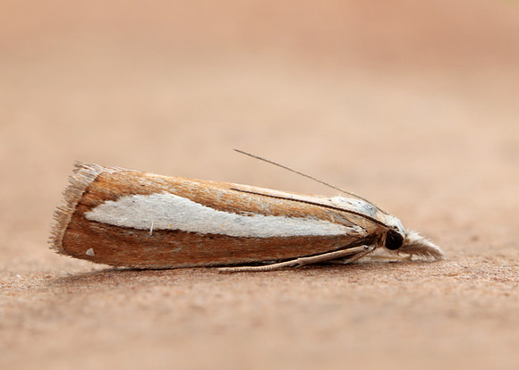 63.100 BF1314  Catoptria margaritella