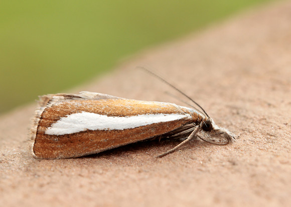 63.100 BF1314  Catoptria margaritella