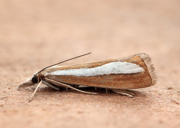 63.100 BF1314  Catoptria margaritella