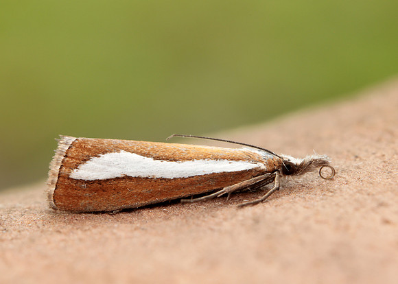 63.100 BF1314  Catoptria margaritella