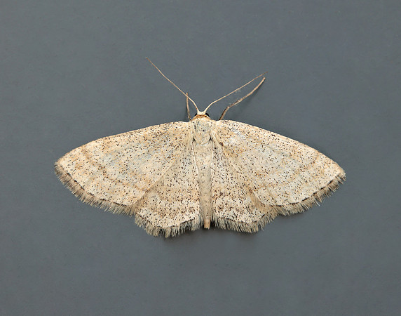 70.025 BF1692 Lesser Cream Wave Scopula immutata
