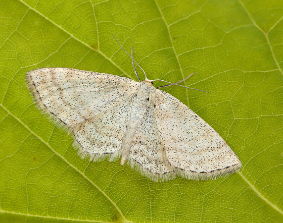 70.025 BF1692 Lesser Cream Wave Scopula immutata